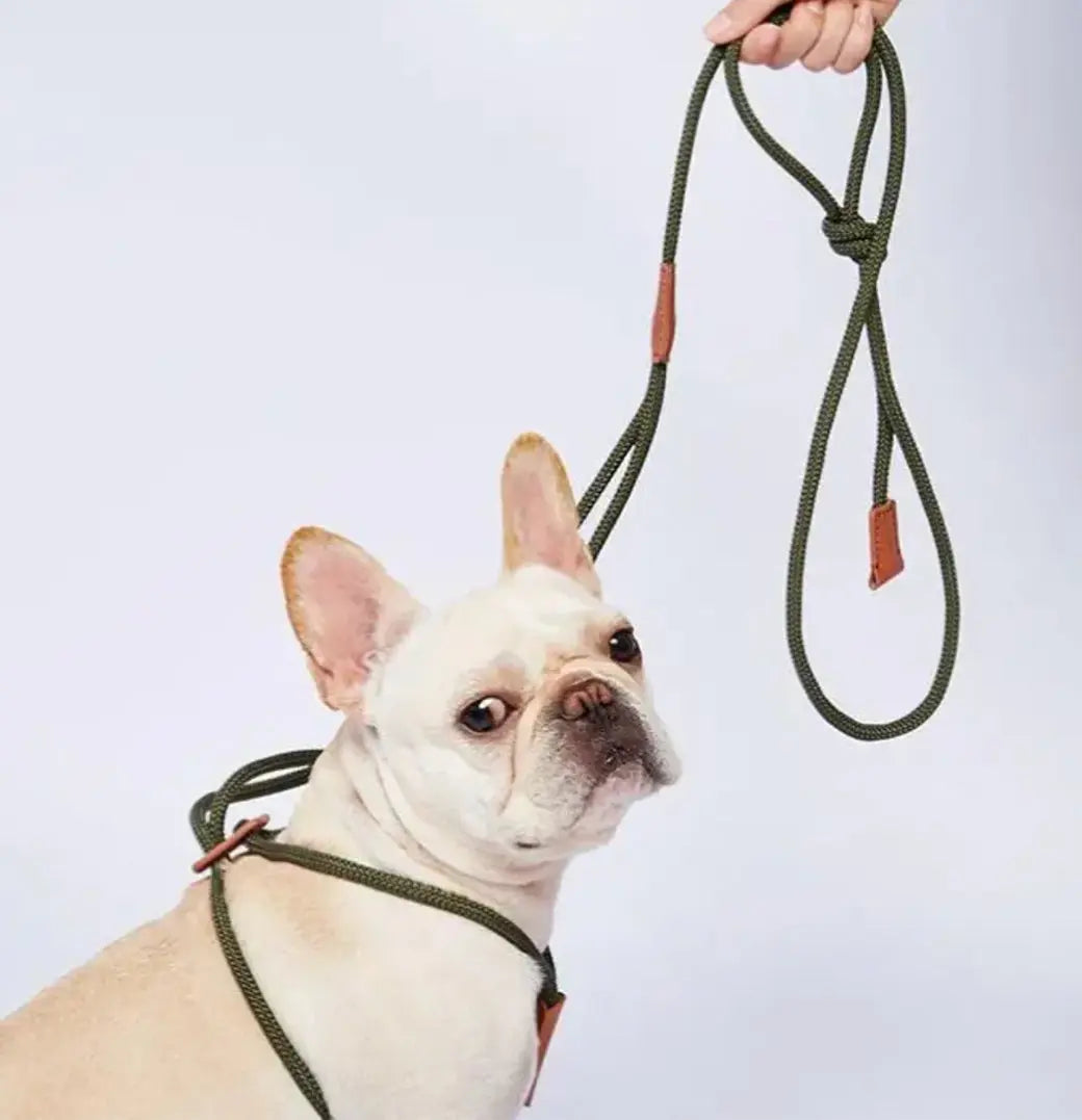 The all in one leash The Little Pooch