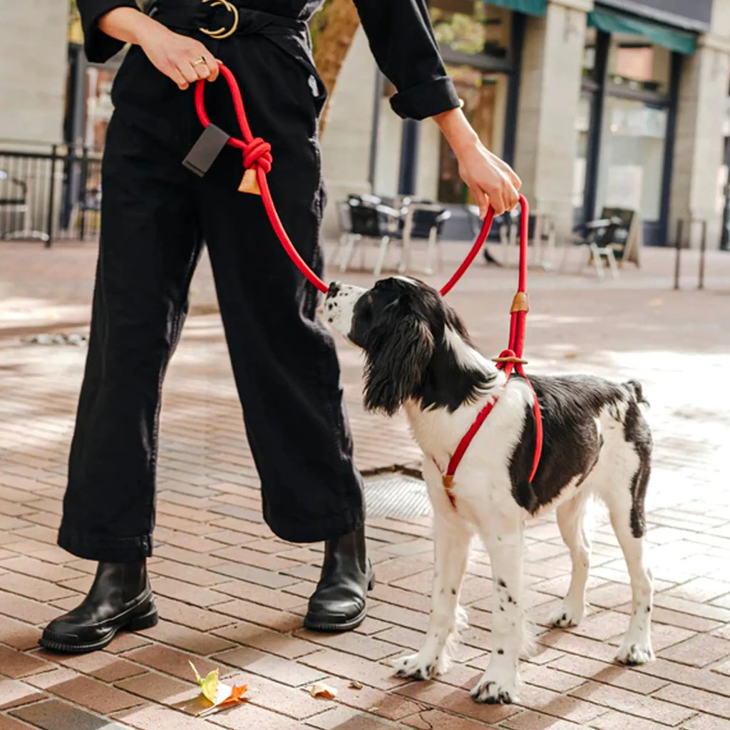 All-in-One Leather Leash and Harness Set The Little Pooch