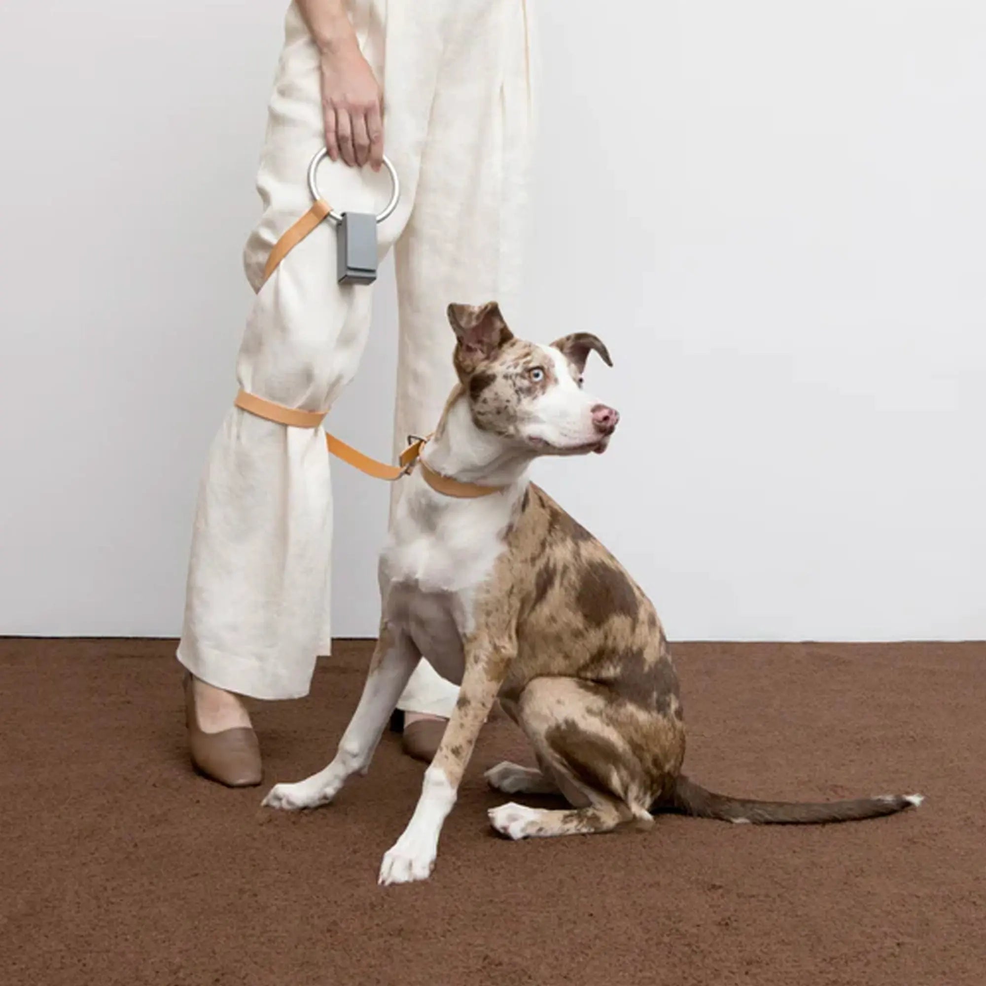 Aluminum and Leather O-ring Leash & Collar Set The Little Pooch