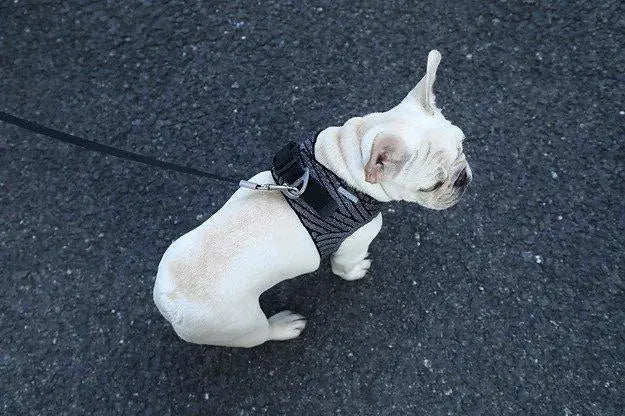 Reflective Shock Absorbent  Air Fly Dog Harness Sky Blue Arachne