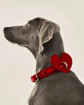The  Handcrafted Heart & Soul Leather Dog Collar INDÓMITO