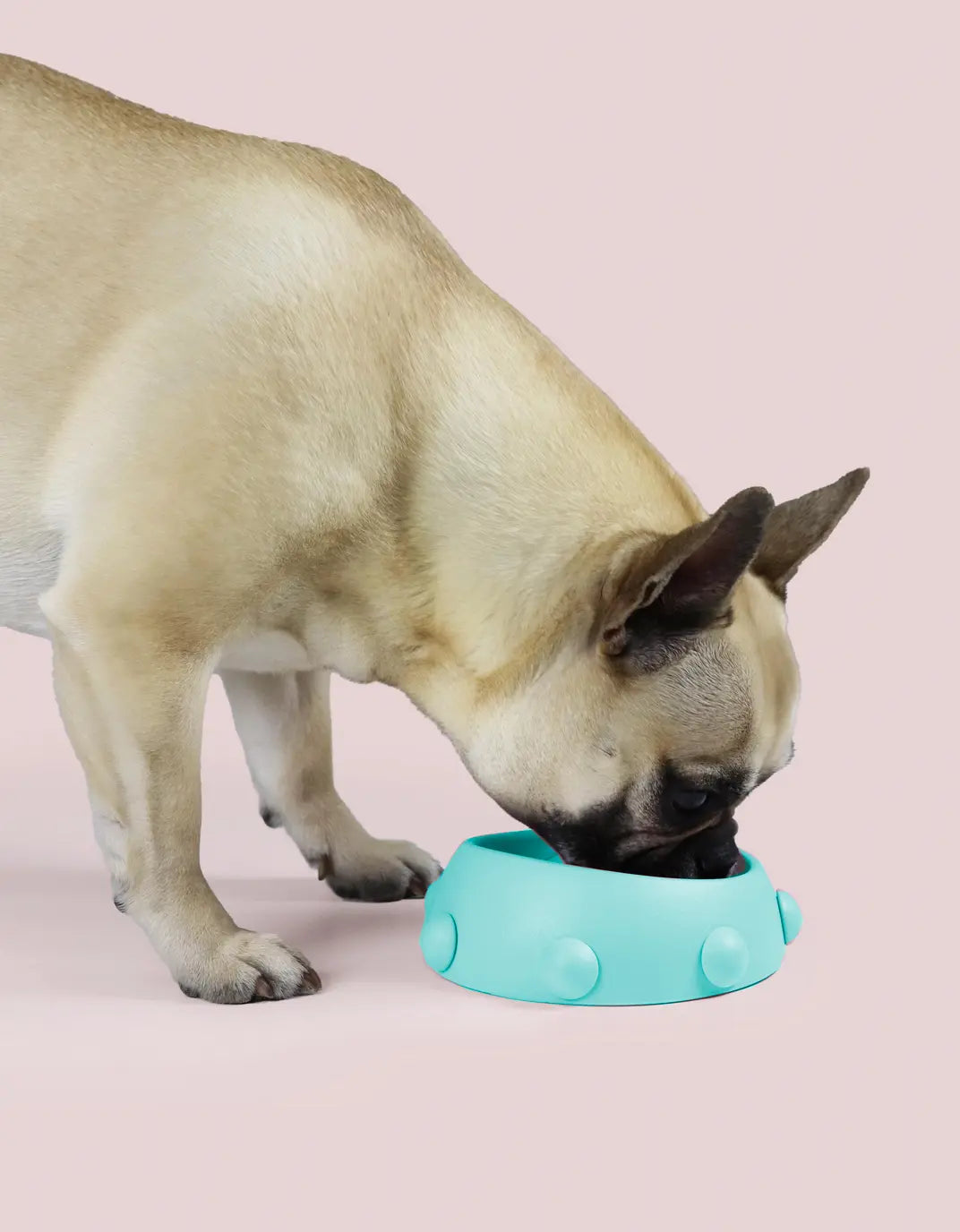 Spiked Inclined Bowl For Dogs – Eco-Friendly Made in Italy NICO